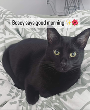 Load image into Gallery viewer, OPULENT PETS GROOMING KIT (cats)