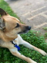 Load image into Gallery viewer, OPULENT PETS GROOMING KIT